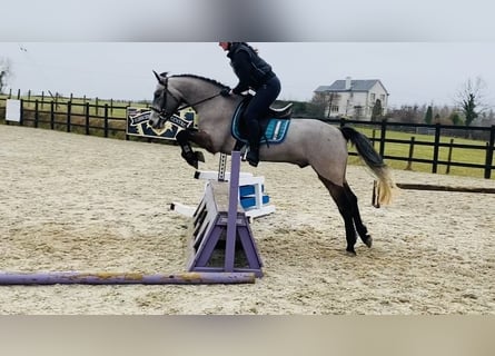 Connemara, Wallach, 4 Jahre, 146 cm, Schimmel