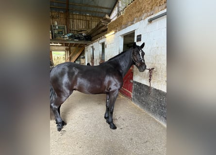 Connemara, Wallach, 4 Jahre, 147 cm, Rappe