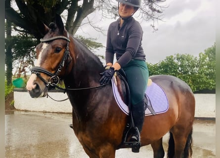 Connemara, Wallach, 4 Jahre, 148 cm, Brauner