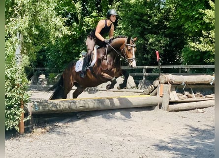 Connemara, Wallach, 4 Jahre, 148 cm, Brauner