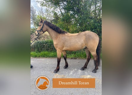 Connemara, Wallach, 4 Jahre, 148 cm, Buckskin