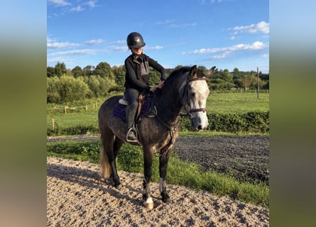 Connemara, Wallach, 4 Jahre, 148 cm, Rappschimmel