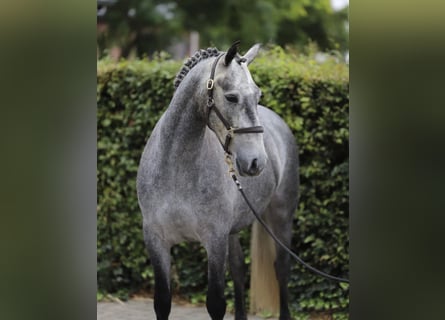 Connemara, Wallach, 4 Jahre, 148 cm, Schimmel