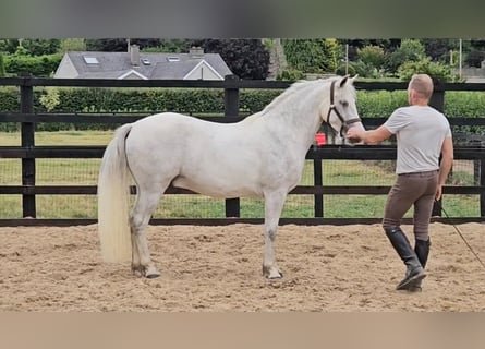 Connemara, Wallach, 4 Jahre, 148 cm, Schimmel
