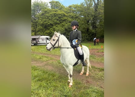 Connemara, Wallach, 4 Jahre, 148 cm, Schimmel