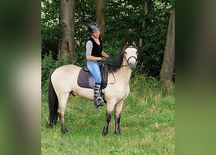 Connemara, Wallach, 4 Jahre, 150 cm, Buckskin