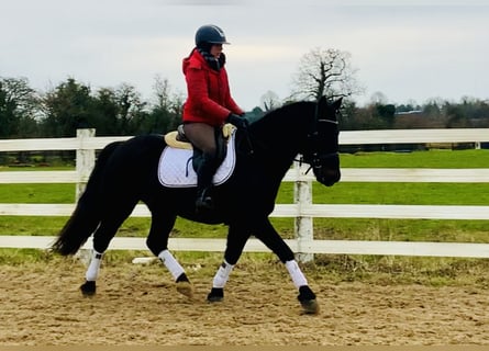 Connemara, Wallach, 4 Jahre, 150 cm, Rappe