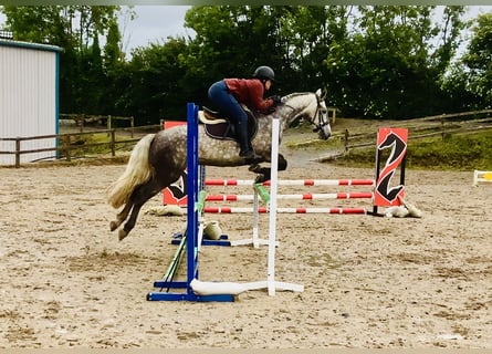 Connemara, Wallach, 4 Jahre, 152 cm, Apfelschimmel