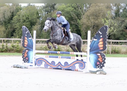 Connemara, Wallach, 4 Jahre, 152 cm, Blauschimmel