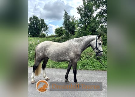Connemara, Wallach, 4 Jahre, 152 cm, Schimmel
