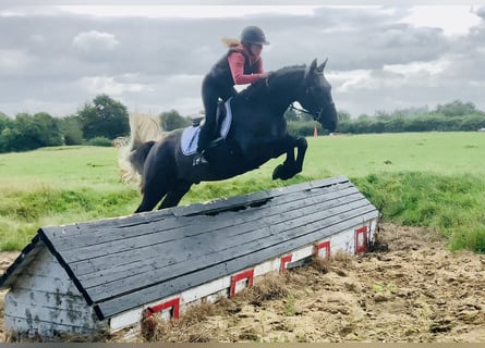 Connemara, Wallach, 4 Jahre, 152 cm, Schimmel