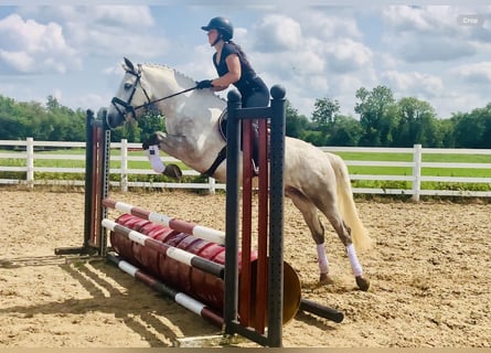 Connemara, Wallach, 4 Jahre, 152 cm, Schimmel