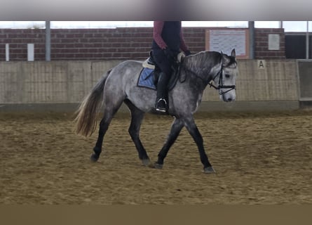 Connemara, Wallach, 4 Jahre, 155 cm, Apfelschimmel