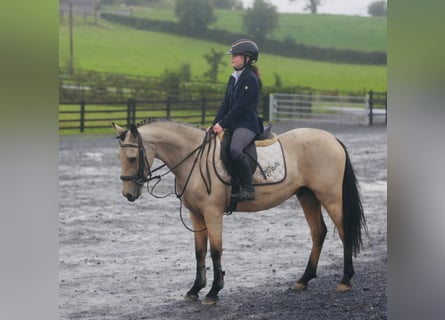 Connemara, Wallach, 4 Jahre, 155 cm, Falbe