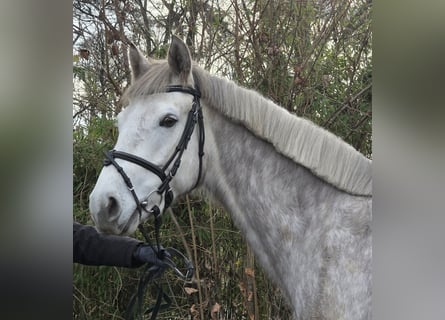 Connemara, Wallach, 4 Jahre, 156 cm, Apfelschimmel
