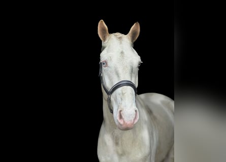 Connemara, Wallach, 4 Jahre, 156 cm, Cremello