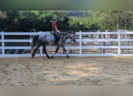 Connemara, Wallach, 4 Jahre, 157 cm, Apfelschimmel