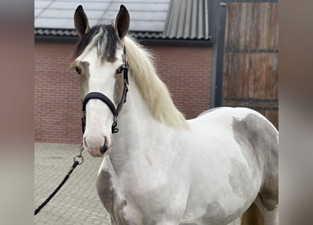 Connemara Mix, Wallach, 4 Jahre, 160 cm, Schecke