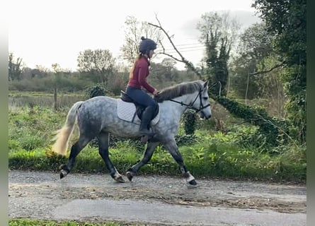 Connemara, Wallach, 5 Jahre, 138 cm, Apfelschimmel