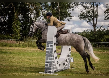 Connemara, Wallach, 5 Jahre, 147 cm, Apfelschimmel