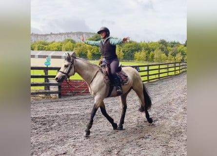 Connemara, Wallach, 5 Jahre, 147 cm, Falbe