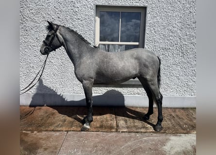 Connemara, Wallach, 5 Jahre, 147 cm, Schimmel