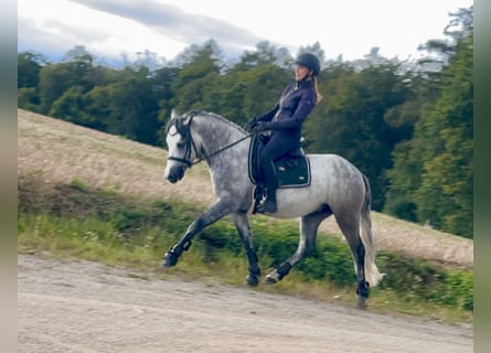 Connemara, Wallach, 5 Jahre, 148 cm, Rappschimmel