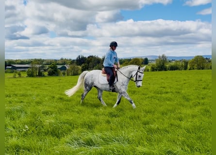 Connemara, Wallach, 5 Jahre, 150 cm, Schimmel