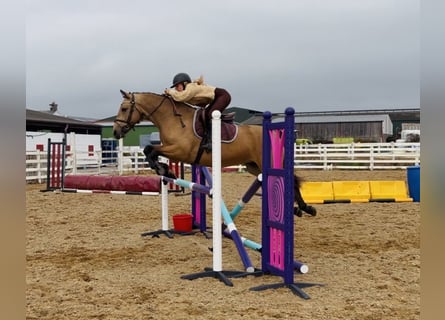 Connemara, Wallach, 5 Jahre, 153 cm, Falbe