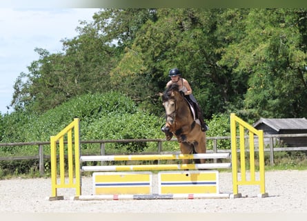 Connemara, Wallach, 5 Jahre, 155 cm, Falbe