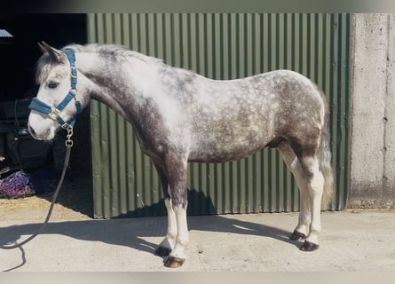 Connemara, Wallach, 6 Jahre, 128 cm, Blauschimmel