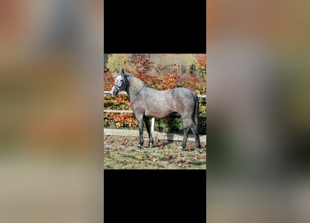 Connemara Mix, Wallach, 6 Jahre, 160 cm, Apfelschimmel