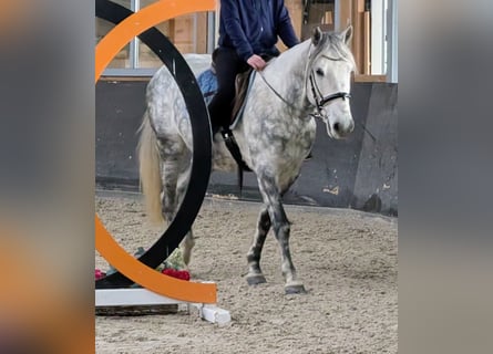 Connemara Mix, Wallach, 7 Jahre, 147 cm, Apfelschimmel
