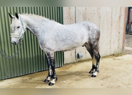 Connemara, Wallach, 7 Jahre, 147 cm, Apfelschimmel