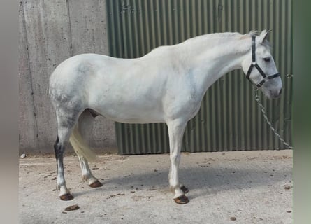 Connemara, Wallach, 7 Jahre, 147 cm, Blauschimmel