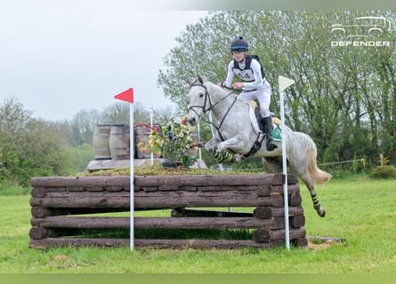 Connemara, Wallach, 7 Jahre, 148 cm, Schimmel