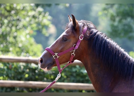 Connemara, Wallach, 8 Jahre, 144 cm, Brauner