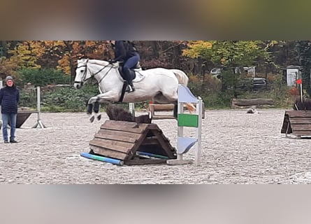 Connemara, Yegua, 10 años, 148 cm, Tordo