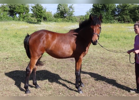 Connemara Mestizo, Yegua, 1 año, 163 cm, Castaño rojizo