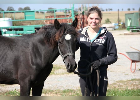 Connemara Mestizo, Yegua, 2 años, 148 cm, Negro