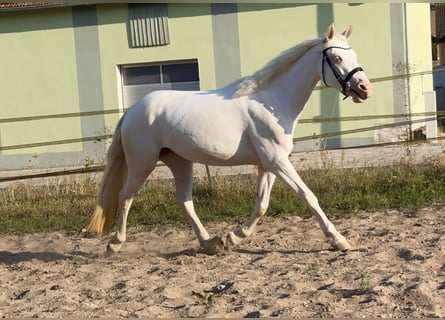 Connemara, Yegua, 3 años, 147 cm, Cremello