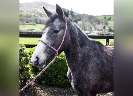 Connemara, Yegua, 3 años, 147 cm, Tordo