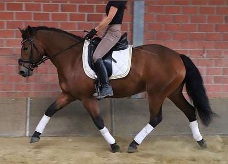 Connemara, Yegua, 3 años, 148 cm