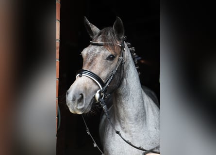 Connemara, Yegua, 3 años, Ruano alazán