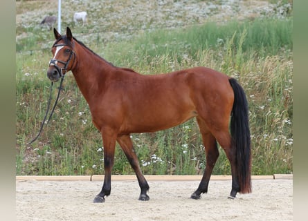Connemara, Yegua, 4 años, 139 cm, Castaño