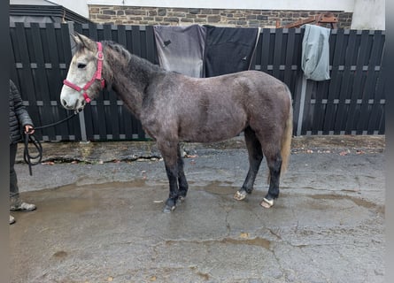 Connemara, Yegua, 4 años, 140 cm, Porcelana