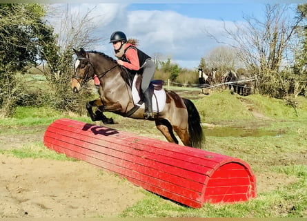 Connemara, Yegua, 4 años, 142 cm, Castaño