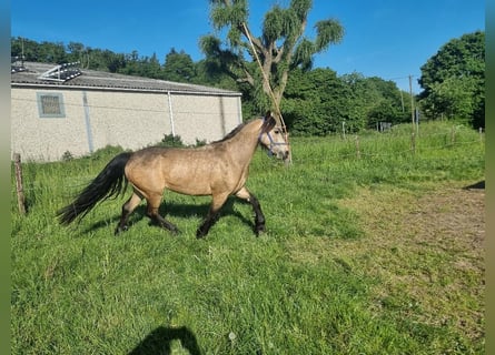 Connemara, Yegua, 4 años, 144 cm, Buckskin/Bayo