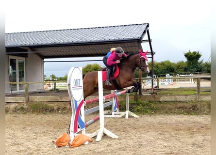 Connemara, Yegua, 4 años, 145 cm, Castaño rojizo