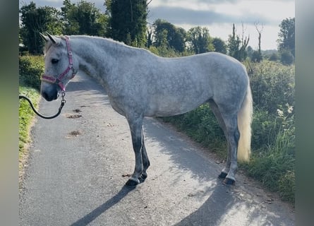 Connemara, Yegua, 4 años, 145 cm, Tordo